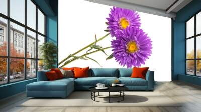 flower lilac asters isolated Wall mural