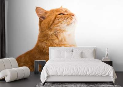 ginger cat isolated Wall mural