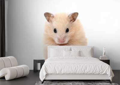 hamster Wall mural