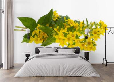 loosestrife flower isolated Wall mural