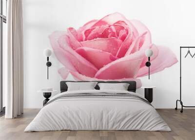 pink rose isolated Wall mural