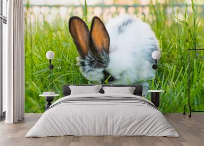 rabbit in the green grass Wall mural