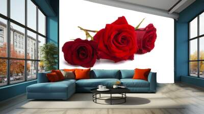 red beautiful rose isolated Wall mural