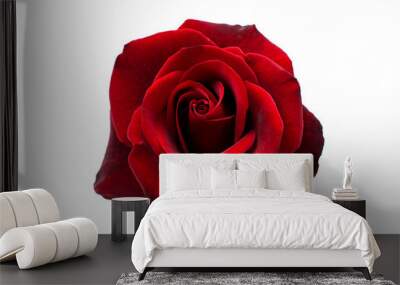 red rose isolated Wall mural