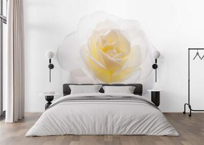 rose flower isolated Wall mural