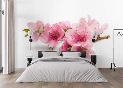 sakura flowers isolated Wall mural