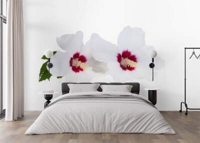 white hibiscus flower isolated Wall mural