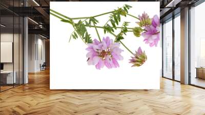 wild flower isolated Wall mural