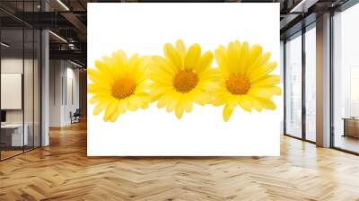 yellow daisy isolated Wall mural