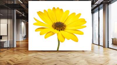 yellow osteospermum Daisy isolated Wall mural