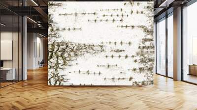 background from the bark of an old birch Wall mural