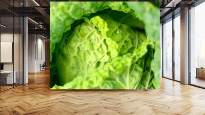 head of fresh honest white cabbage grows in the garden. water drops on leaves. banner Wall mural