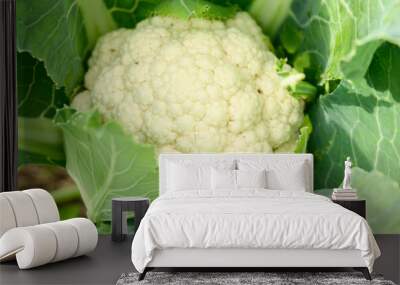 head of fresh ripe cauliflower growing in the garden. banner Wall mural