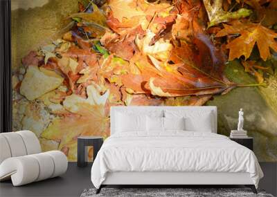 pile wet fallen autumn maple leaves in the water and rocks Wall mural