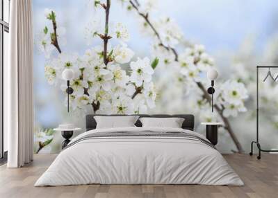 plums or prunes bloom white flowers in early spring in nature. selective focus. banner Wall mural