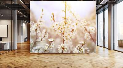 plums or prunes bloom white flowers in early spring in nature. selective focus. flare Wall mural