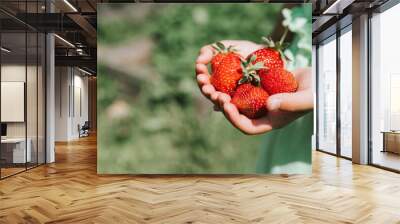 ripe strawberries in a child's girl hands on organic strawberry farm, people picking strawberries in summer season, harvest berries. space for text Wall mural