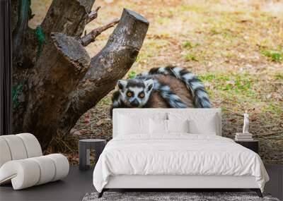 Two adult furry lemurs cuddle at the zoo Wall mural