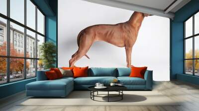 Rhodesian Ridgeback isolated on a white background Wall mural