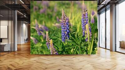 Background wild field of purple blue lupine flowers in summer sunny day Wall mural