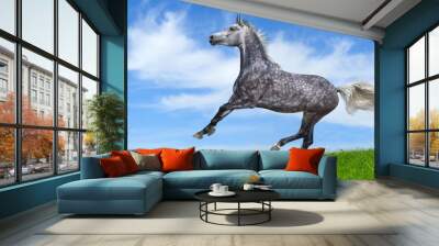 Dapple-gray arabian galloping horse Wall mural