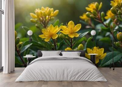 Hypericum flowers in joyful mood blooming in lush green garden with sunlight Wall mural