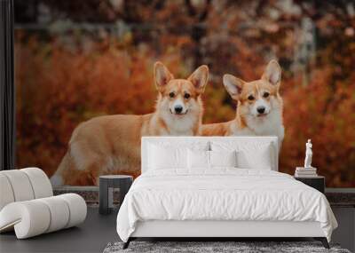 Welsh Corgi Pembroke in the autumn wether , red background Wall mural