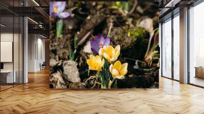 luxurious first spring flowers in the forest soft yellow and purple crocuses Wall mural