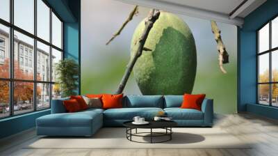 Green juicy mango hanging down Wall mural