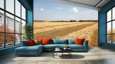 a wheat field with blue sky Wall mural