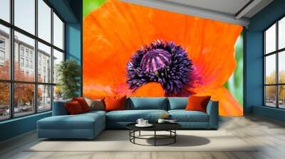 red flower Wall mural