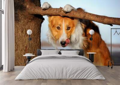 cute funny dog stucks her tongue Wall mural