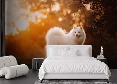 happy samoyed dog posing outdoors at sunset in summer Wall mural