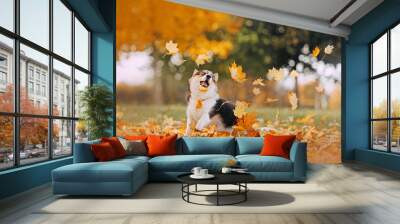 Pembroke Welsh Corgi playing in the leaves Wall mural