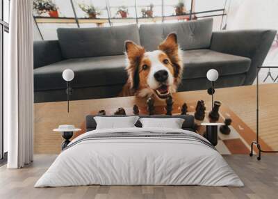 red and white border collie dog playing chess indoors Wall mural