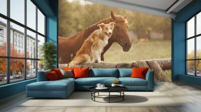 red border collie dog and horse Wall mural