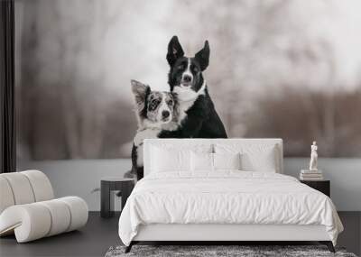 two border collie dogs hugging in the snow outdoors Wall mural