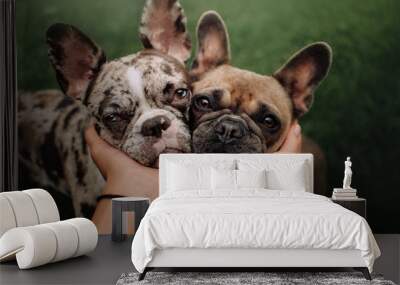 two french bulldog dogs portrait close up outdoors together Wall mural