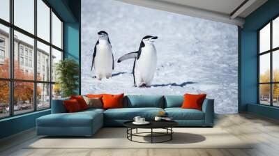 chinstrap penguin Wall mural