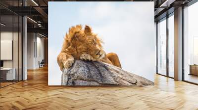 lion on the rock Wall mural