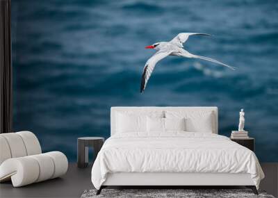 red-billed tropicbird Wall mural