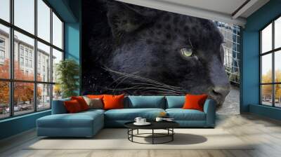 black panther Wall mural