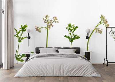 Few stems of various meadow grass with flowers and leaves on white background Wall mural