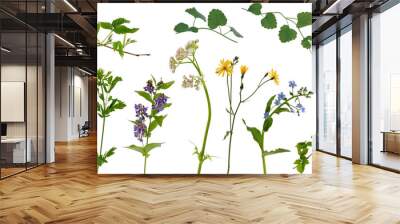 Many stems of various meadow grass with yellow, white and purple flowers and tree branches with young leaves on white background Wall mural