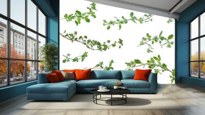 Many various fresh green marjoram leaves and twigs at different angles on white background Wall mural