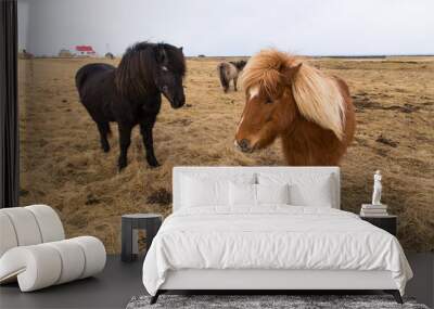 horses on iceland Wall mural