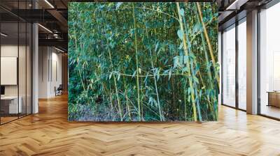 Miaoli Scenic Spot, Wugayan Bamboo Forest Wall mural