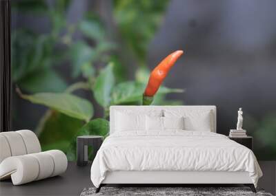 Chili Pepper Plant Growing: A vibrant red chili pepper hangs among its pale green counterparts on a lush plant, showcasing the beauty of nature's bounty. Wall mural