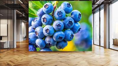 Close-up of fresh blueberries clustered together on a branch Wall mural