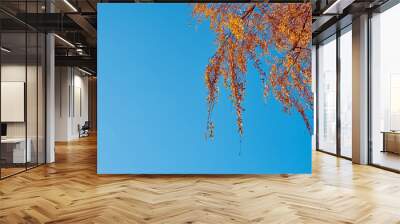 Birch branches with yellow leaves on a background of the sky Wall mural